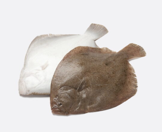 Griet filet - 1 griet filet 250-300 gram
