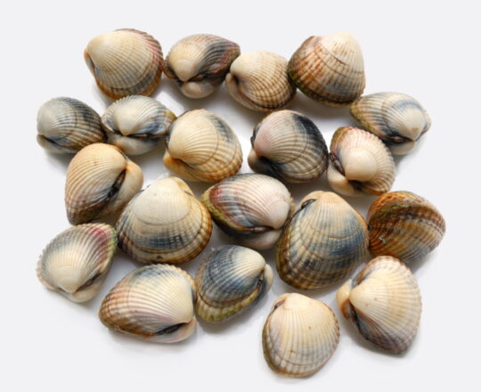 Kokkels