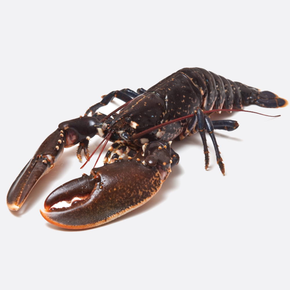 Levende Oosterschelde Kreeft