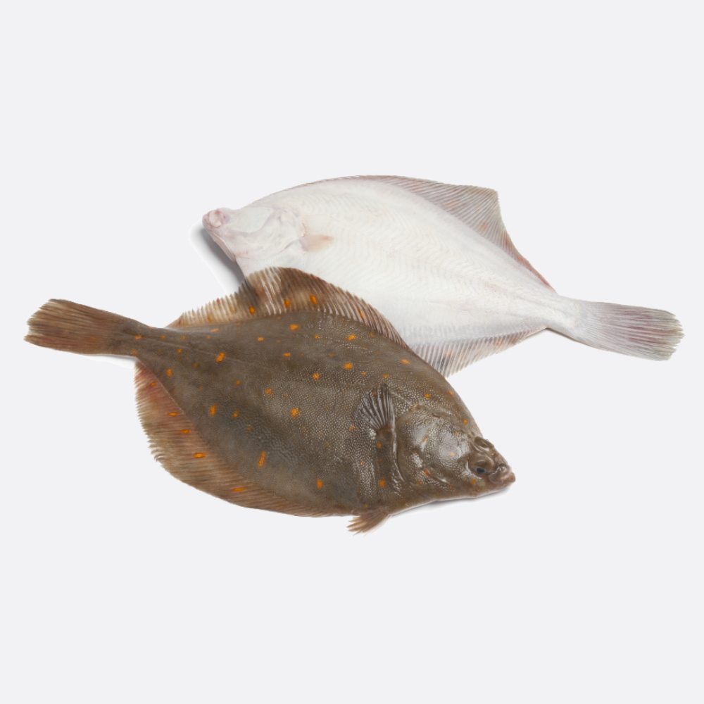 Schol Filet - Diepvries Actie