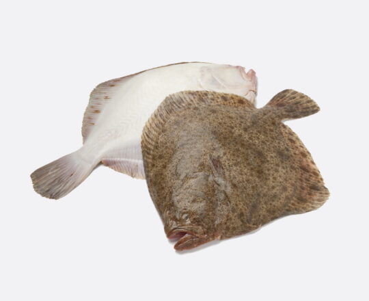 Tarbot filet
