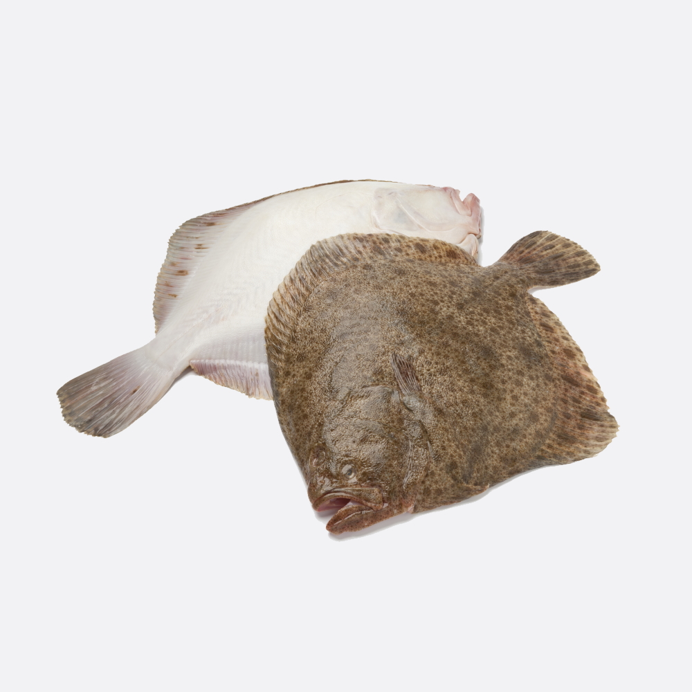 Tarbot filet