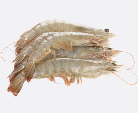 Gamba White Tiger